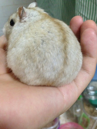 Illustration for article titled A Facebook Page Dedicated Entirely to Hamster Butts